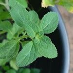 Plectranthus ornatus Leaf