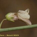 Acanthorrhinum ramosissimum Fruit