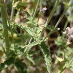 Nepeta nepetella 葉