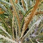 Banksia elderiana