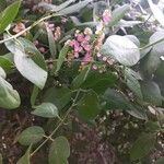 Salvadora persica Blomma