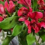 Alstroemeria ligtu Foglia