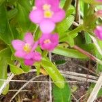 Centaurium littorale Листок