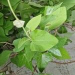 Aristolochia tomentosa چھال