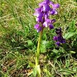 Anacamptis morio Хабит