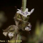 Salvia aegyptiaca 其他