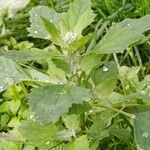 Chenopodium ficifolium Lehti