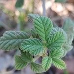 Rubus canescens 葉