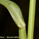 Echinochloa oryzoides Corteza