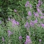 Epilobium angustifoliumŽiedas