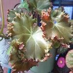 Begonia heracleifoliaЛисток