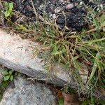 Eragrostis minor Tabia