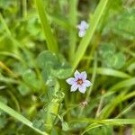 Sisyrinchium rosulatum 花