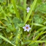 Sisyrinchium rosulatum Flower