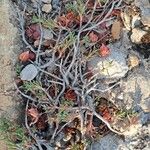Fumana procumbens Çiçek