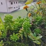 Sedum × rubrotinctum Folha