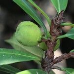 Ficus cyathistipula Frucht