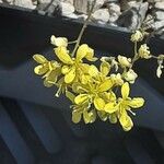 Biscutella glacialis Flor