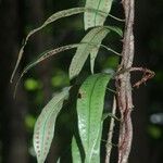 Microgramma thurnii Leaf