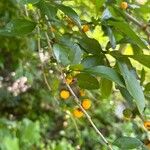 Ilex decidua Плод