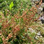 Rumex scutatus Floare