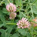 Trifolium fragiferum Çiçek
