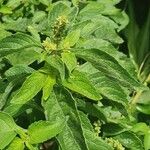 Ocimum gratissimum ഇല