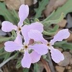 Matthiola lunata 花