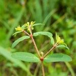 Euphorbia hyssopifolia 葉