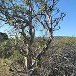 Uncarina stellulifera Habit