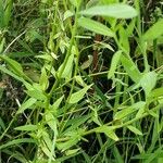 Linum grandiflorum Leaf