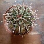 Ferocactus herreraeഇല