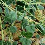 Pelargonium echinatum Hoja