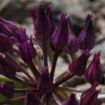 Allium falcifolium Floare