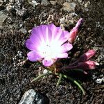 Lewisia rediviva Lorea