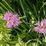 Allium validum Blad