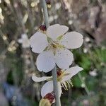 Prunus scoparia Flor