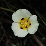 Calochortus leichtlinii Flower