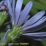 Symphyotrichum × versicolor Çiçek