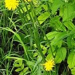 Crepis biennis Habit