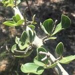 Strychnos madagascariensis Foglia
