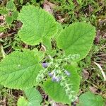 Scutellaria ovata Leaf