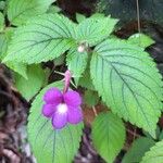 Achimenes grandiflora Цвят