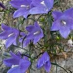 Campanula crassipes