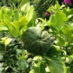 Citrus trifoliata Fruit