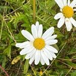 Leucanthemum heterophyllum 花