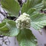 Sorbus aria叶