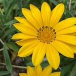 Gazania rigensBlomma