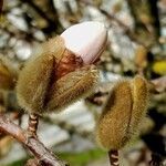 Magnolia denudata Кветка