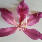 Bauhinia purpurea Flower